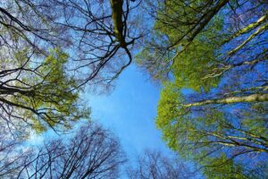 リラグルチドの効果と使用方法について知っておくべきことは？